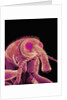 Weevil by Anonymous