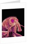 Weevil by Anonymous
