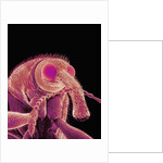 Weevil by Anonymous