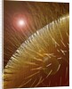 Compound Eye of Honeybee by Anonymous