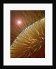 Compound Eye of Honeybee by Anonymous