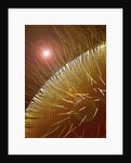 Compound Eye of Honeybee by Anonymous