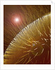 Compound Eye of Honeybee by Anonymous