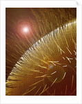 Compound Eye of Honeybee by Anonymous