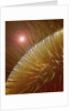 Compound Eye of Honeybee by Anonymous