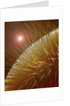 Compound Eye of Honeybee by Anonymous