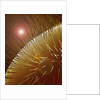 Compound Eye of Honeybee by Anonymous