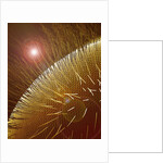 Compound Eye of Honeybee by Anonymous