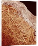 Eggshell by Anonymous