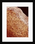 Eggshell by Anonymous