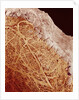 Eggshell by Anonymous