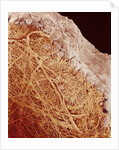 Eggshell by Anonymous