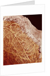 Eggshell by Anonymous
