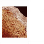 Eggshell by Anonymous