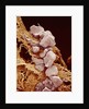 Eggshell by Anonymous
