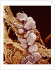 Eggshell by Anonymous