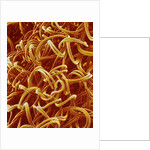 Panty Hose by Anonymous