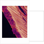 Cutting Edge of Used Razor Blade by Anonymous