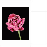 Baby's Breath Flower by Anonymous