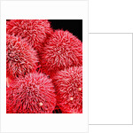 Pistil of Hibiscus Flower by Anonymous