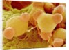 Pollen of Evening Primrose by Anonymous