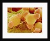 Pollen of Evening Primrose by Anonymous