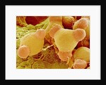 Pollen of Evening Primrose by Anonymous