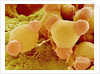 Pollen of Evening Primrose by Anonymous