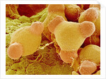Pollen of Evening Primrose by Anonymous
