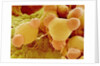 Pollen of Evening Primrose by Anonymous
