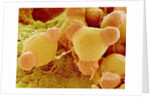 Pollen of Evening Primrose by Anonymous