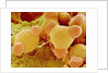 Pollen of Evening Primrose by Anonymous