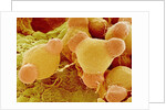 Pollen of Evening Primrose by Anonymous