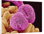 Geranium Pollen by Anonymous