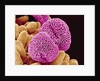 Geranium Pollen by Anonymous