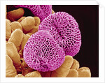 Geranium Pollen by Anonymous
