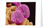 Geranium Pollen by Anonymous