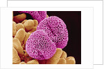 Geranium Pollen by Anonymous
