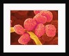 Moss Spores by Anonymous