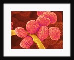 Moss Spores by Anonymous