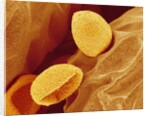 Spores of a Flowering Fern by Anonymous