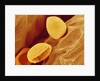 Spores of a Flowering Fern by Anonymous