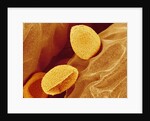 Spores of a Flowering Fern by Anonymous