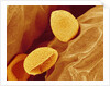 Spores of a Flowering Fern by Anonymous