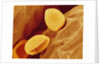 Spores of a Flowering Fern by Anonymous