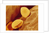 Spores of a Flowering Fern by Anonymous