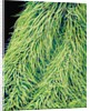Leaf of a Stinging Nettle by Anonymous