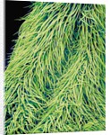 Leaf of a Stinging Nettle by Anonymous