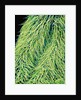 Leaf of a Stinging Nettle by Anonymous