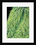 Leaf of a Stinging Nettle by Anonymous